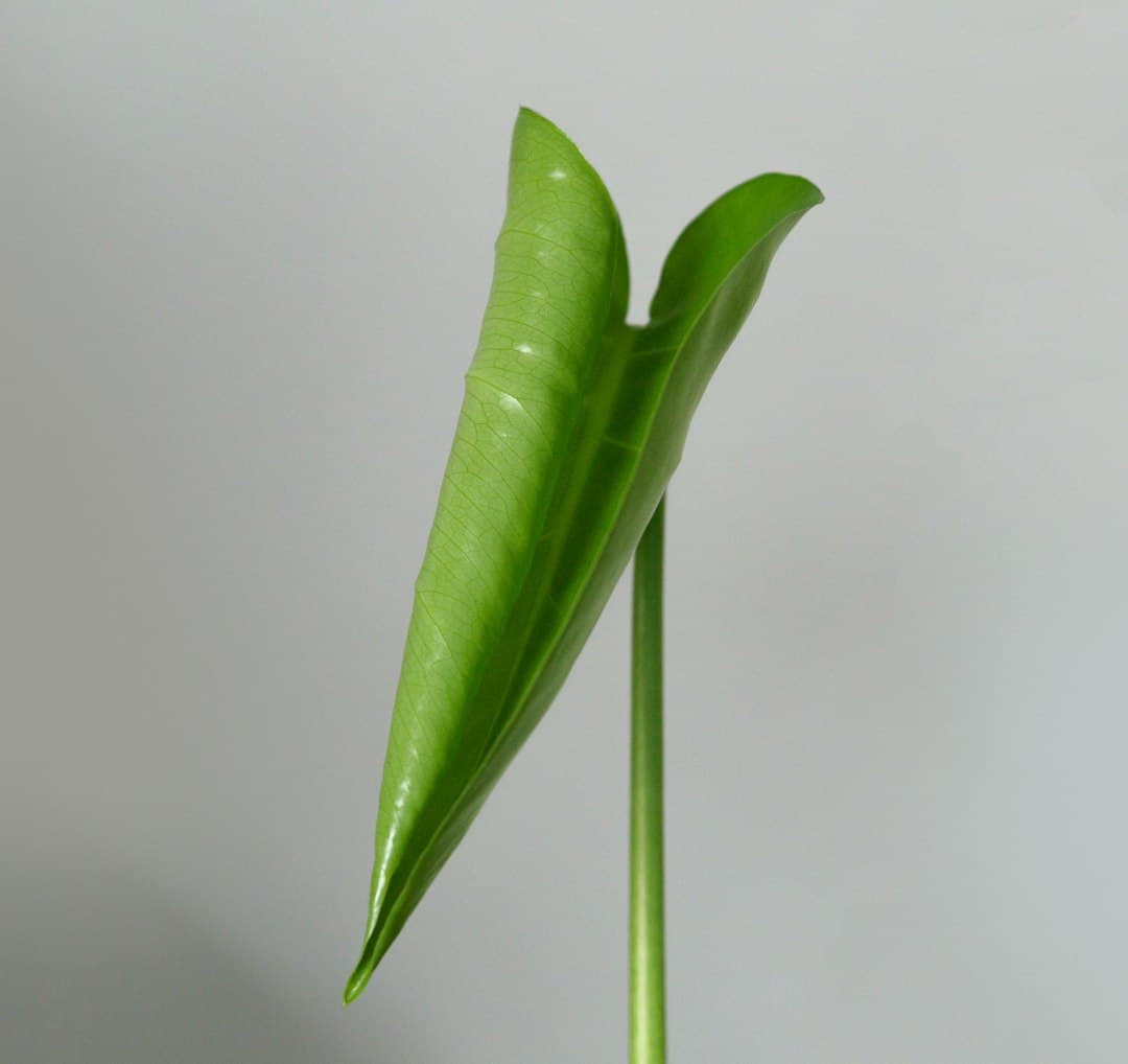Haricot Vert Cornelia