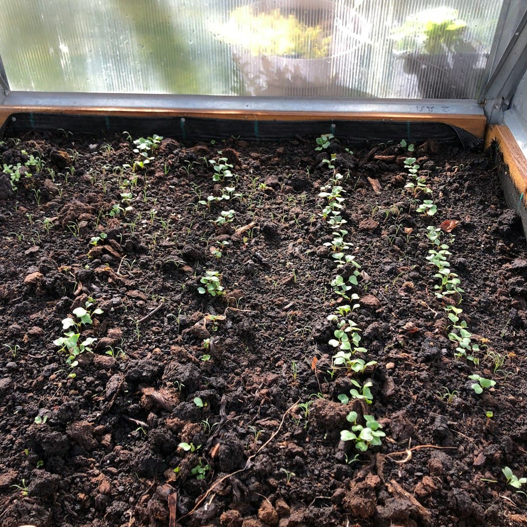 Lettuce & Salad Greens