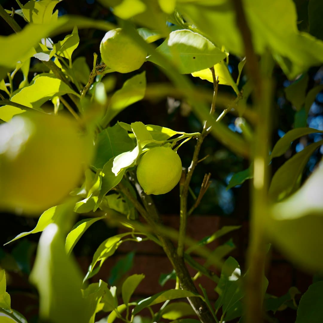 Yellow Summer Squash (Early Prolific Straightneck)