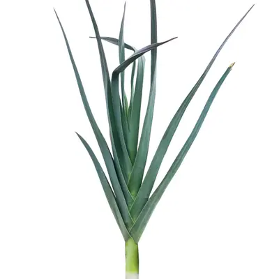 Biker (Allium porrum)