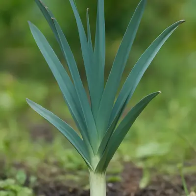 Comanche allium growing in a garden