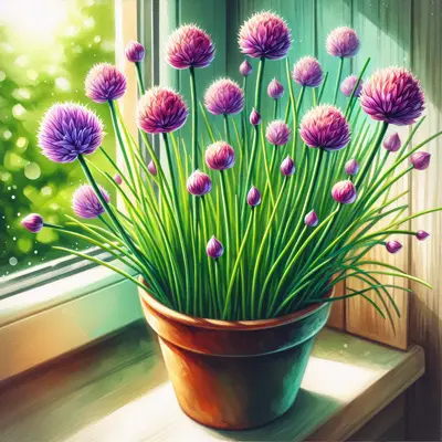 Common Chives growing in a garden