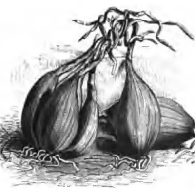 Conservor (Allium cepa var. aggregatum)