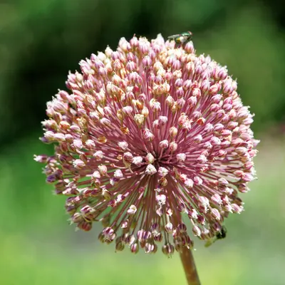 Dash (Allium fistulosum x cepa)