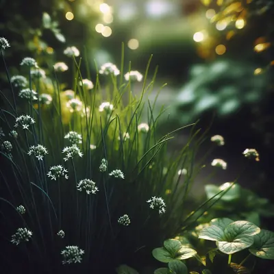 Garlic Chives growing in a garden