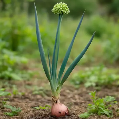 Innovator allium growing in a garden