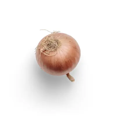 Jumper (Allium porrum)