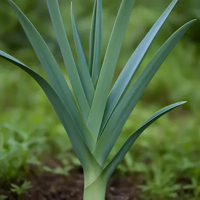 Megaton allium growing in a garden