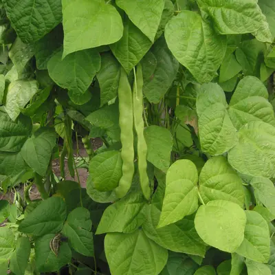 Affirmed plant