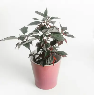 Amethyst plant