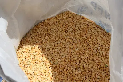 Bamako (Phaseolus vulgaris)