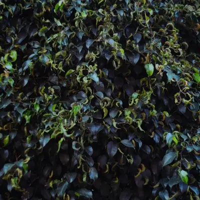 Black Turtle Bush Bean bean variety