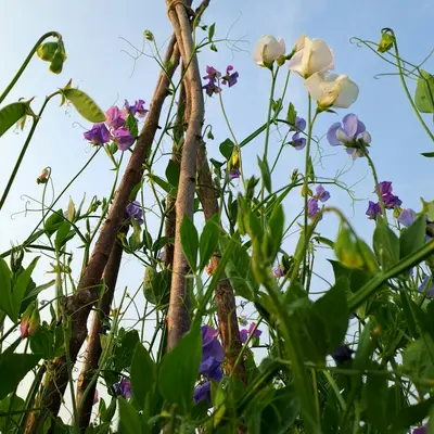 A bunch of flowers that are in the grass