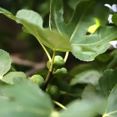 Calypso Bush Bean plant
