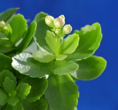Capitano (Phaseolus vulgaris)