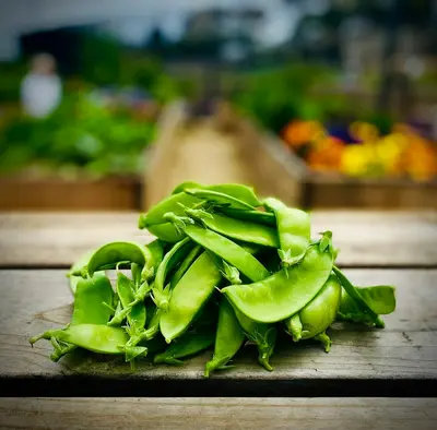 Carminat (Phaseolus vulgaris)