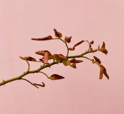 green plant on white background