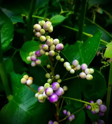 a close up of a bunch of flowers on a plant