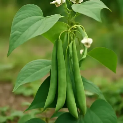 Cobra bean growing in a garden