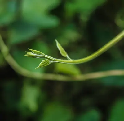 selective focus photography of green leaves