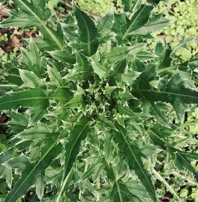 Dragon's Tongue plant