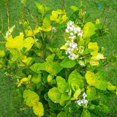 Dulcina plant