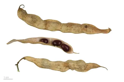 Flambo (Phaseolus vulgaris)