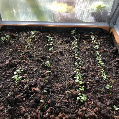 a garden with plants