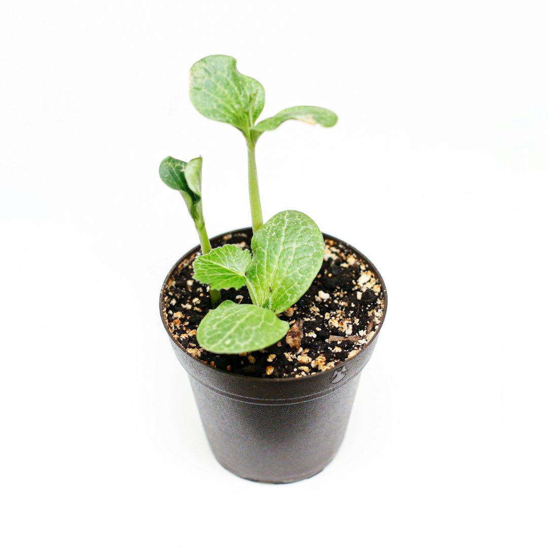 green plant on black pot