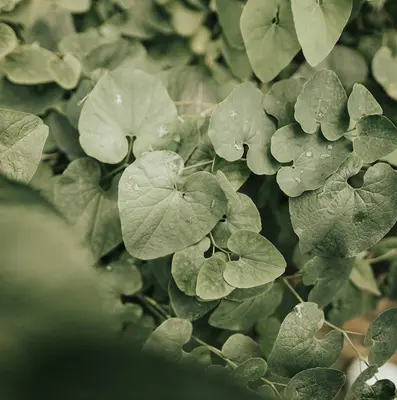 Green leaves create a lush natural backdrop.