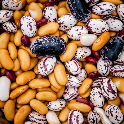 Gold Rush Bush Bean bean variety