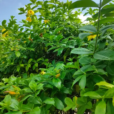 Goldilocks plant