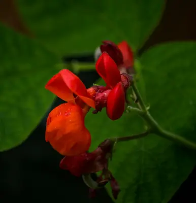 Close-up of vibrant red bean flowers with green leaves.