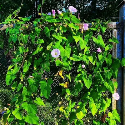 Jacob's Cattle Pole Bean bean variety