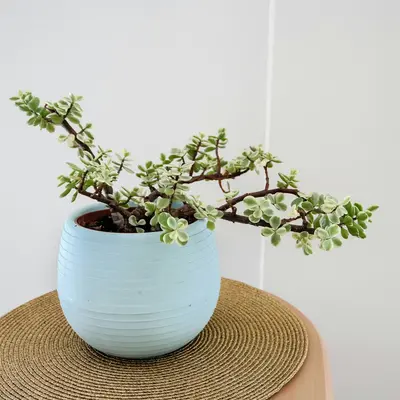 Jade (Phaseolus vulgaris)