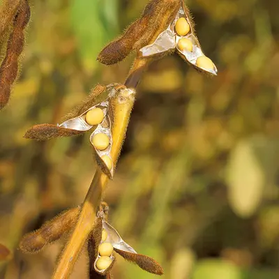 Karikachi (Glycine max)