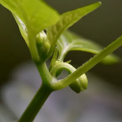A close up of a green plant with leaves