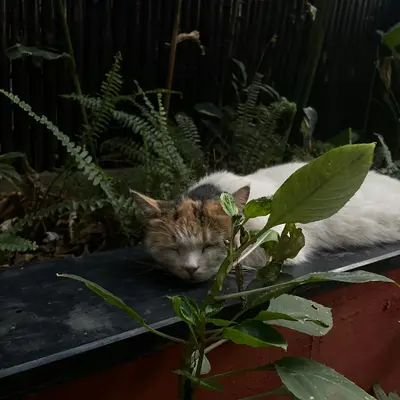 a cat sleeping on a ledge next to a plant