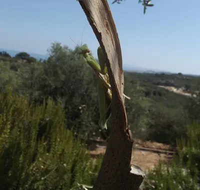 a large green insect sitting on top of a wooden pole
