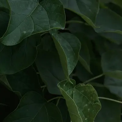 A close up of a green plant with leaves