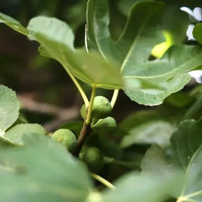 A branch of a tree with green leaves