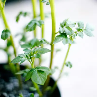 white flower with green leaves