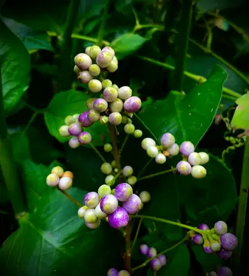 Purple Podded Pole Bean plant