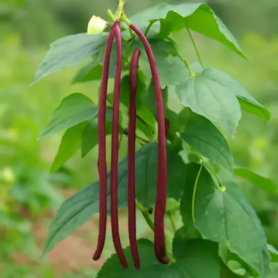 Red Noodle bean growing in a garden