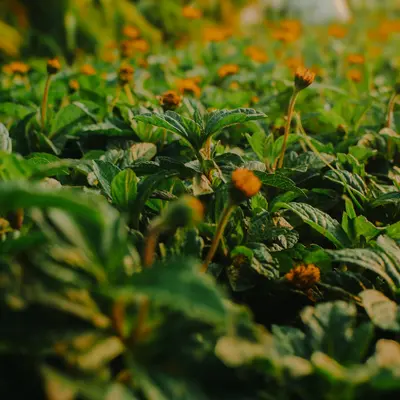 Field of small orange flowers with green leaves.