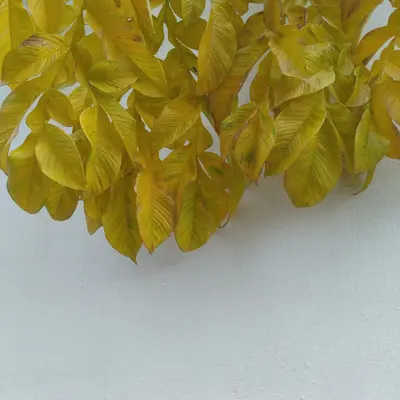 yellow-and-green leaves beside white wall