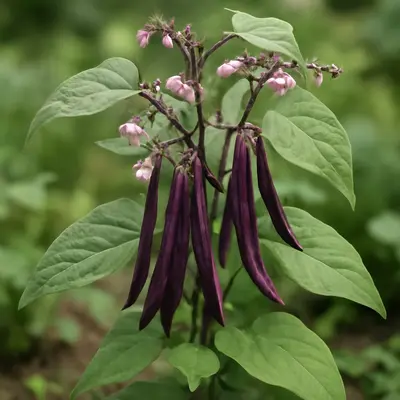 Velour bean growing in a garden