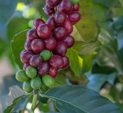 a close up of a bunch of fruit on a tree