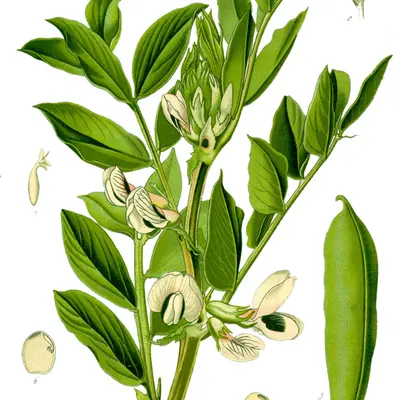 Vroma (Vicia faba)