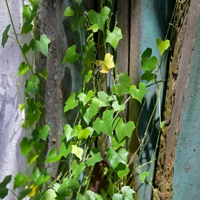 Vines climb on a weathered wooden structure.